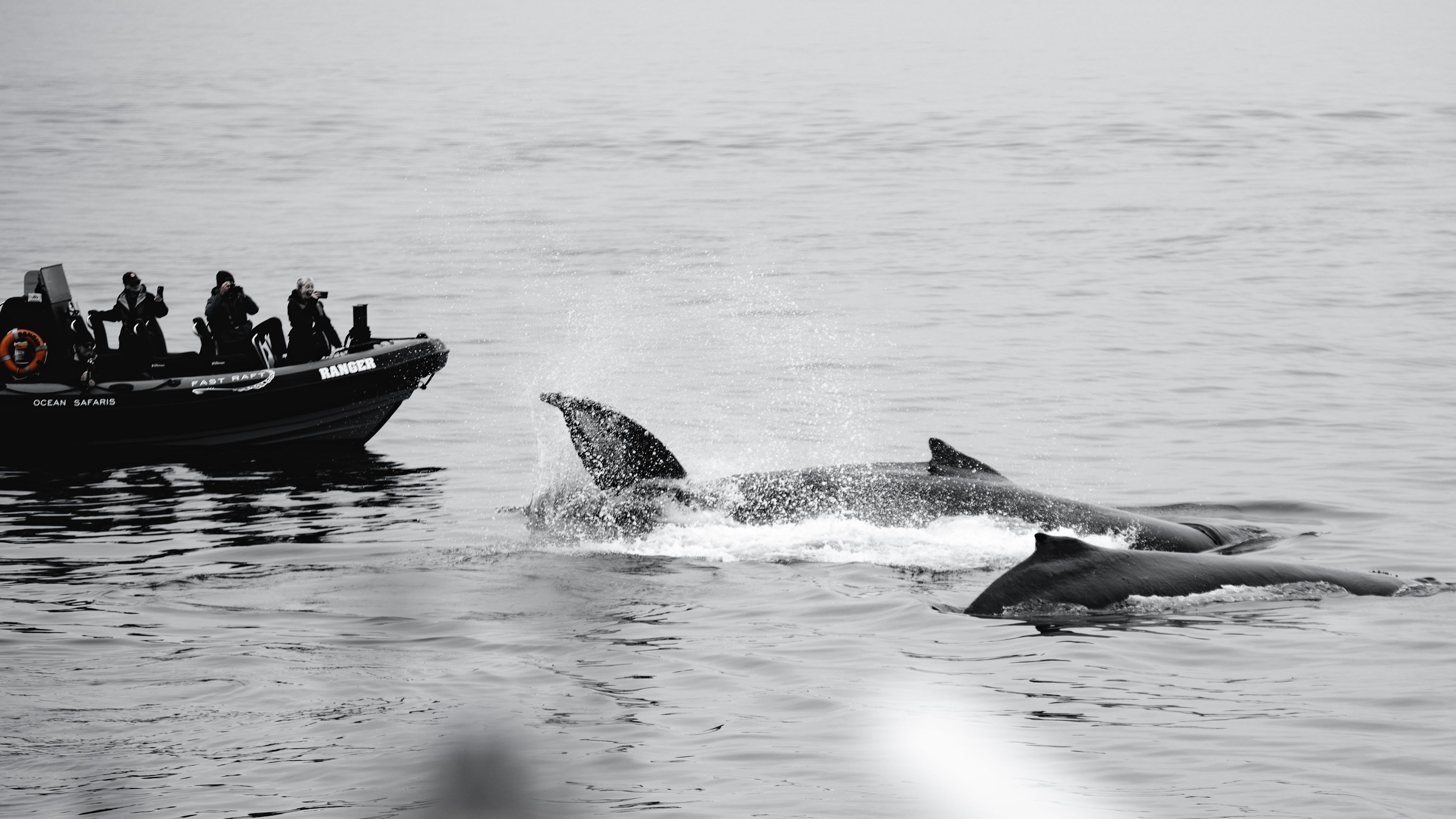 Some people in the boats are watching a whale
